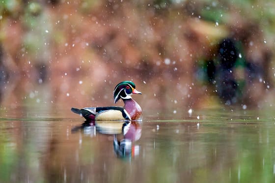 Wood Duck photographed by Robbie George